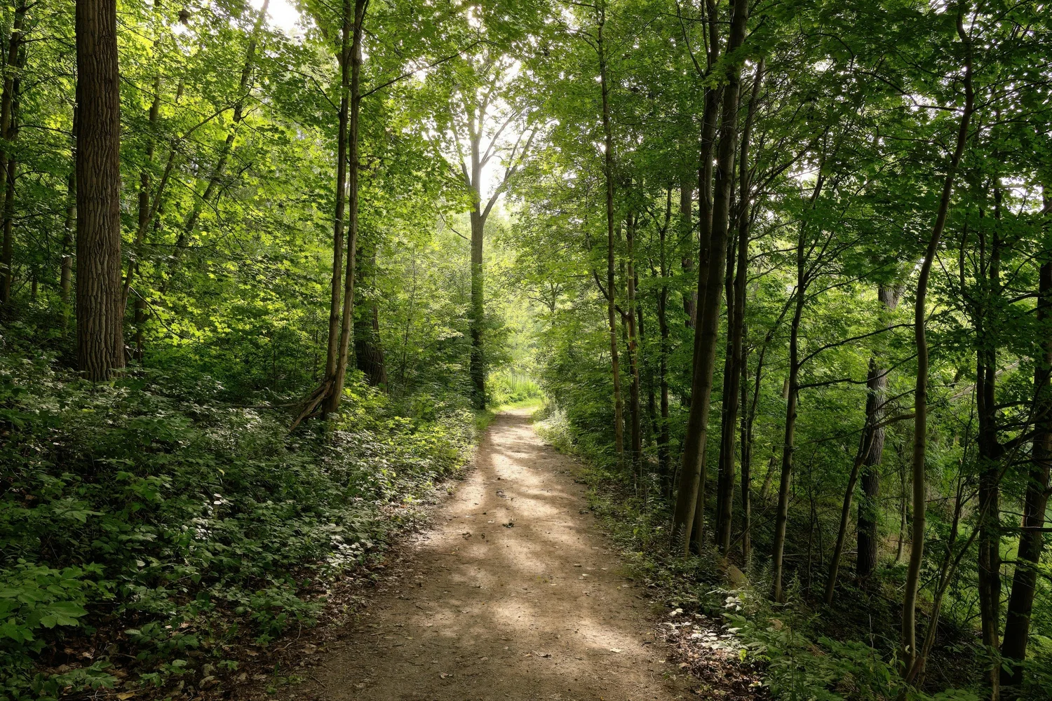 Path through the trees